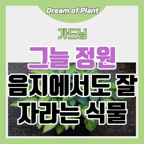 그늘 정원, 음지에서도 잘 자라는 식물 썸네일 이미지