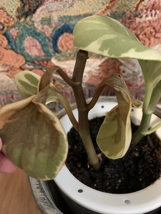 화분 뿌리썩음 예방 배수층강화 흙배합개선 물주기간격 체크리스트_2