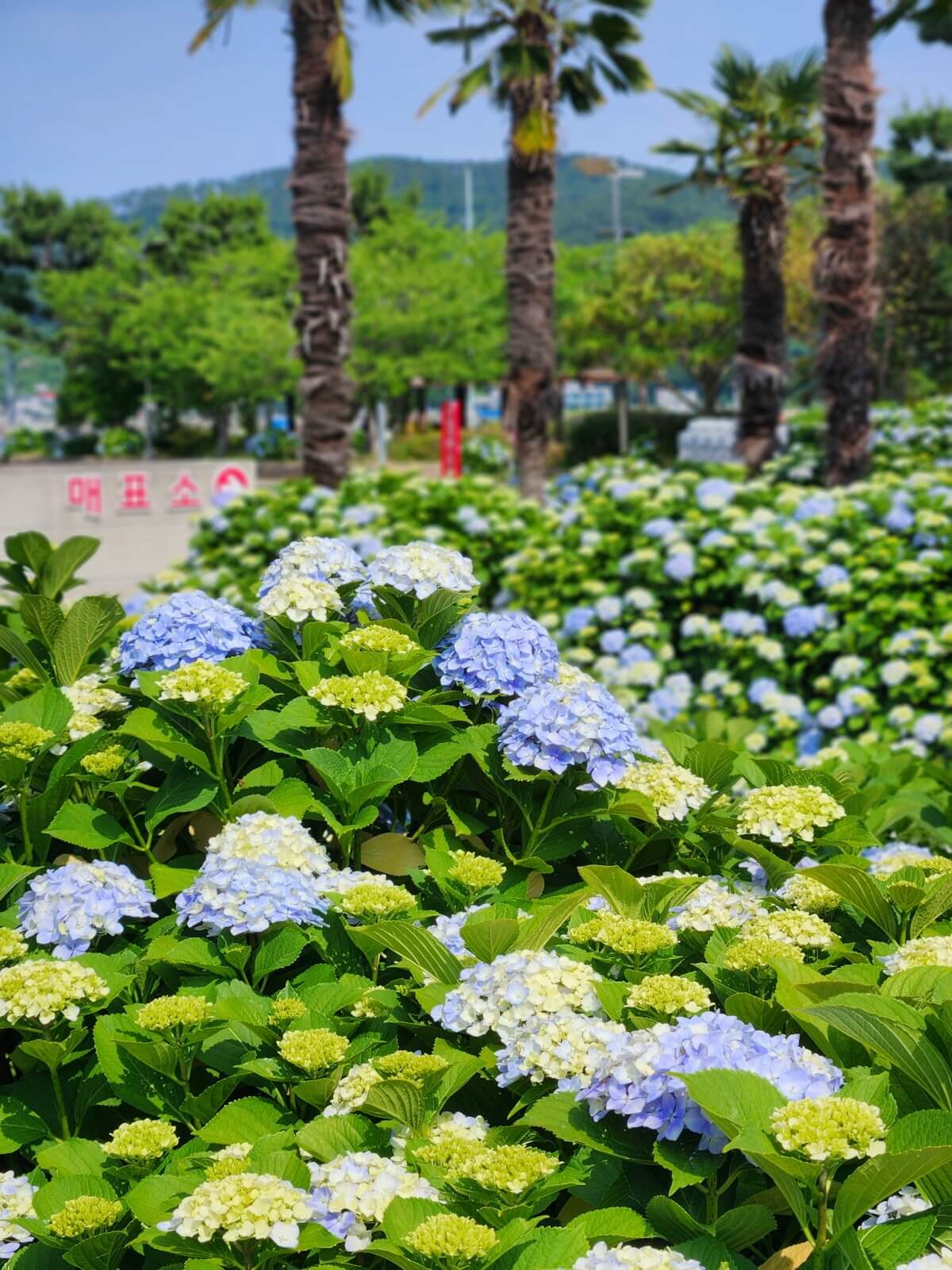 거제 저구항 남부면 수국 축제 기간