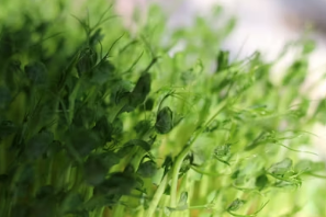 경주 봄나들이 완벽 코스: 보문단지 벚꽃 산책과 향긋한 산나물 비빔밥의 만남