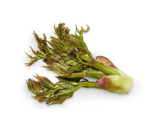 두릅 효능 요리법