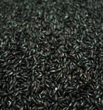 흑미 효능 놀라운 10가지 부작용 칼로리 고르는법