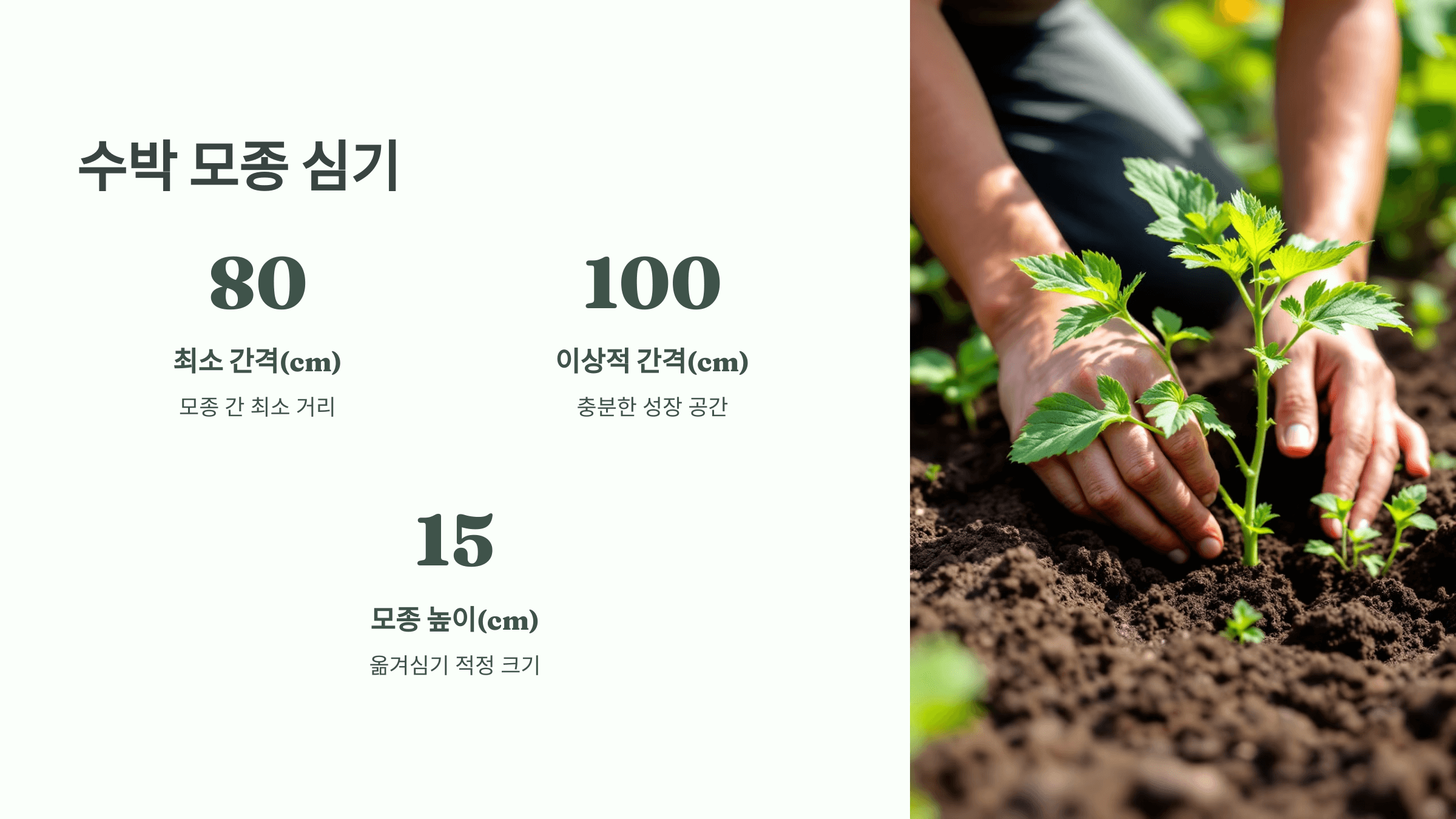 수박 사진입니다.