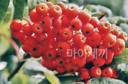 손발저림 마가목