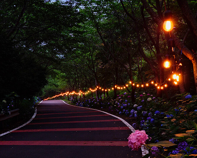 2025 강진 수국길 축제 : 축제 개요부터 방문 팁까지 총정리