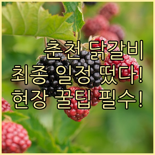 춘천막닭갈비축제 최종 일정과 실시간 ..