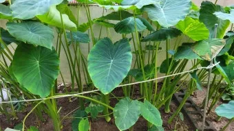 토란 재배 종자구 선택 고랑 관리 습도 조절_5