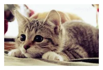 고양이 죽는 꿈