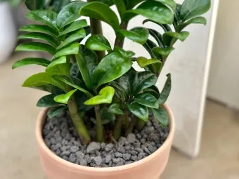 보석금전수 물주기 키우기 잎꽂이 꽃 노란잎 관리 재물운_27