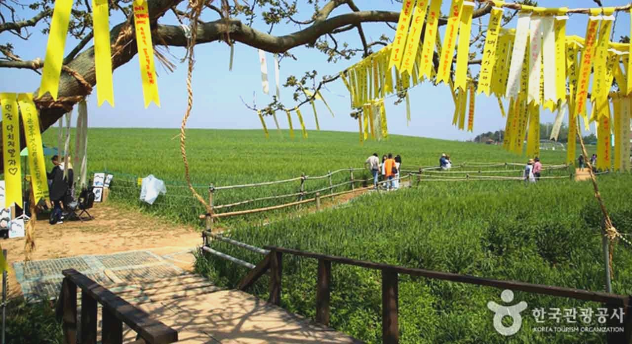 고창 청보리밭 위로 부는 봄바람 속을 걷는 사람들. [ⓒ대한민국 구석구석]