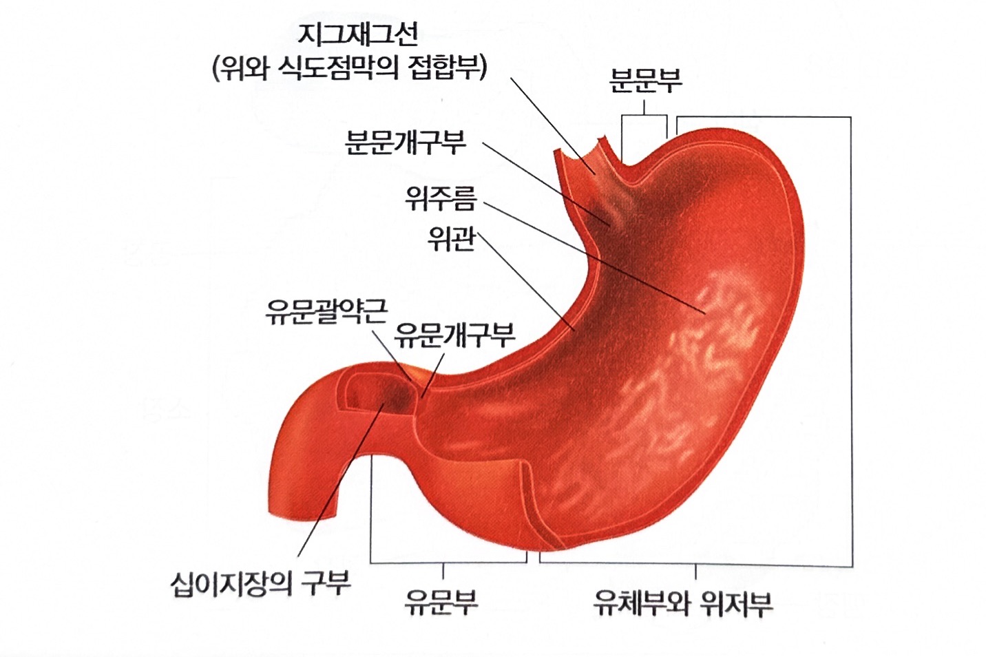 소화기계 해부생리