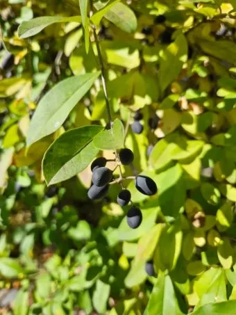 진한 향기에 취해버리는 이 꽃 산책로 옆 울타리 쥐똥나무_6