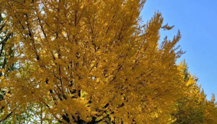 아산 곡교천 단풍나무길