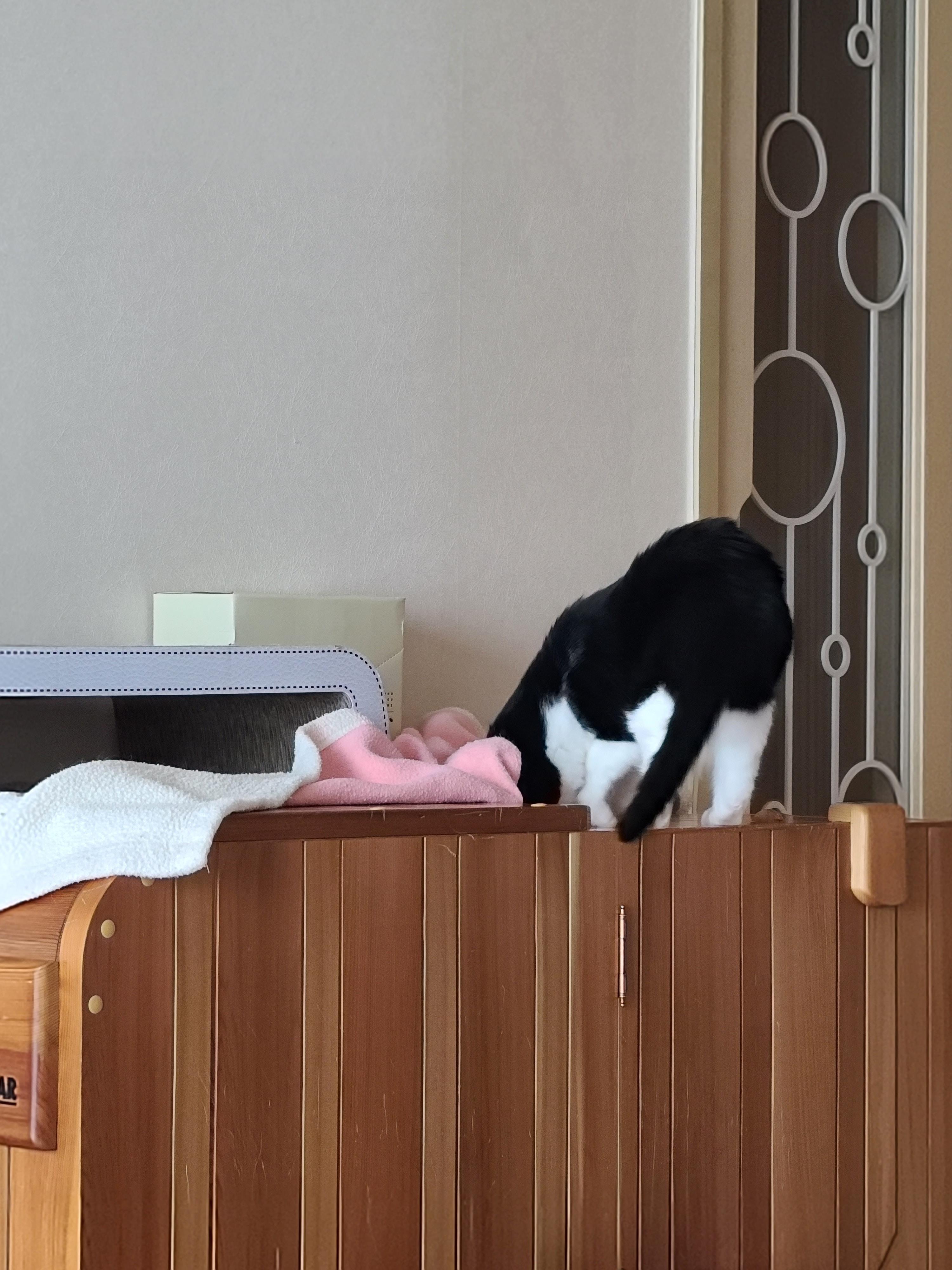 우리집엔 비싼 고양이들 숨숨집이 있다. 건식반신욕기 숨숨집.