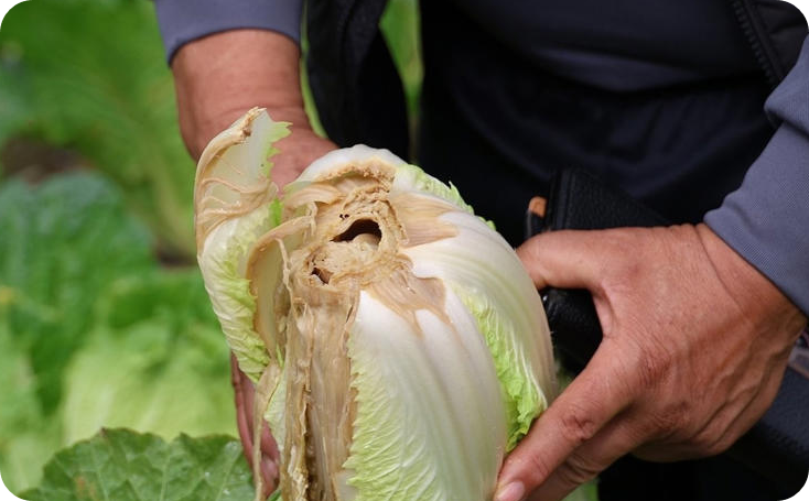 무름병에 감염된 배추밭 [사진=뉴스1]