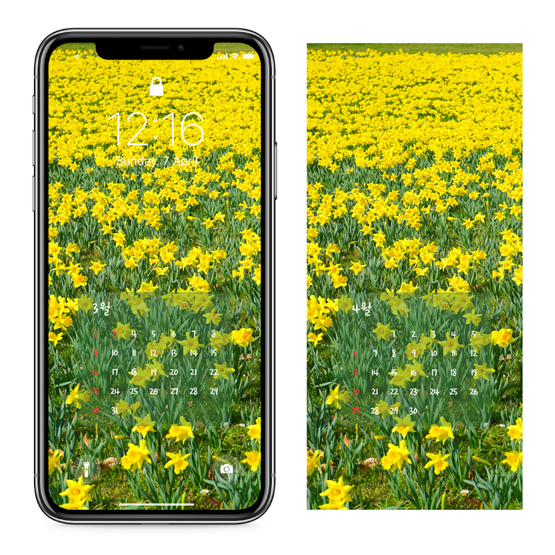 05 노란색 수선화 꽃밭 AB - 2025년3월 아이폰달력배경화면