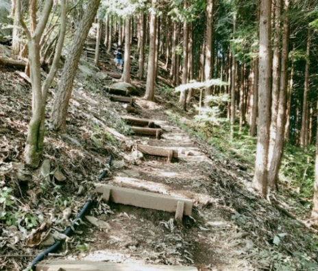 '100억송이' 가을꽃