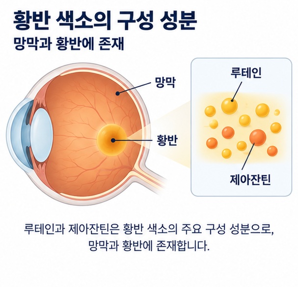 루테인의 황반 색소 역할과 황반변성 진행 관련 근거를 구분해 보여주는 이미지