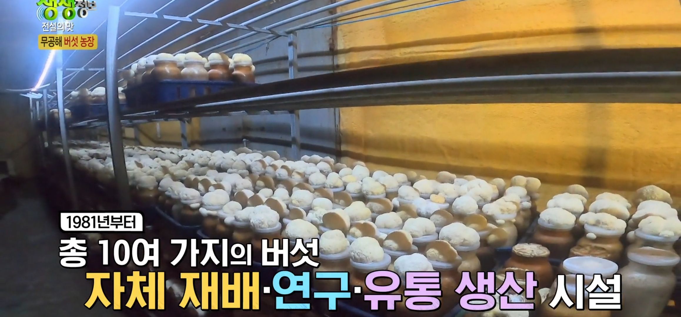 노루궁뎅이버섯재배