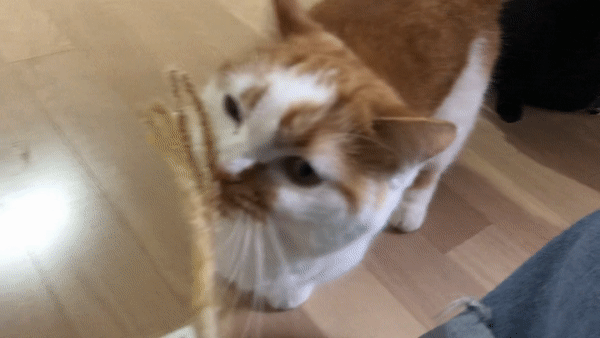 고양이꼬치장난감후기