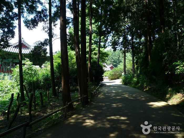 통영 미래사 편백나무숲