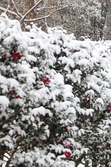 신안 섬 겨울 꽃축제 일정 입장료 할인혜택