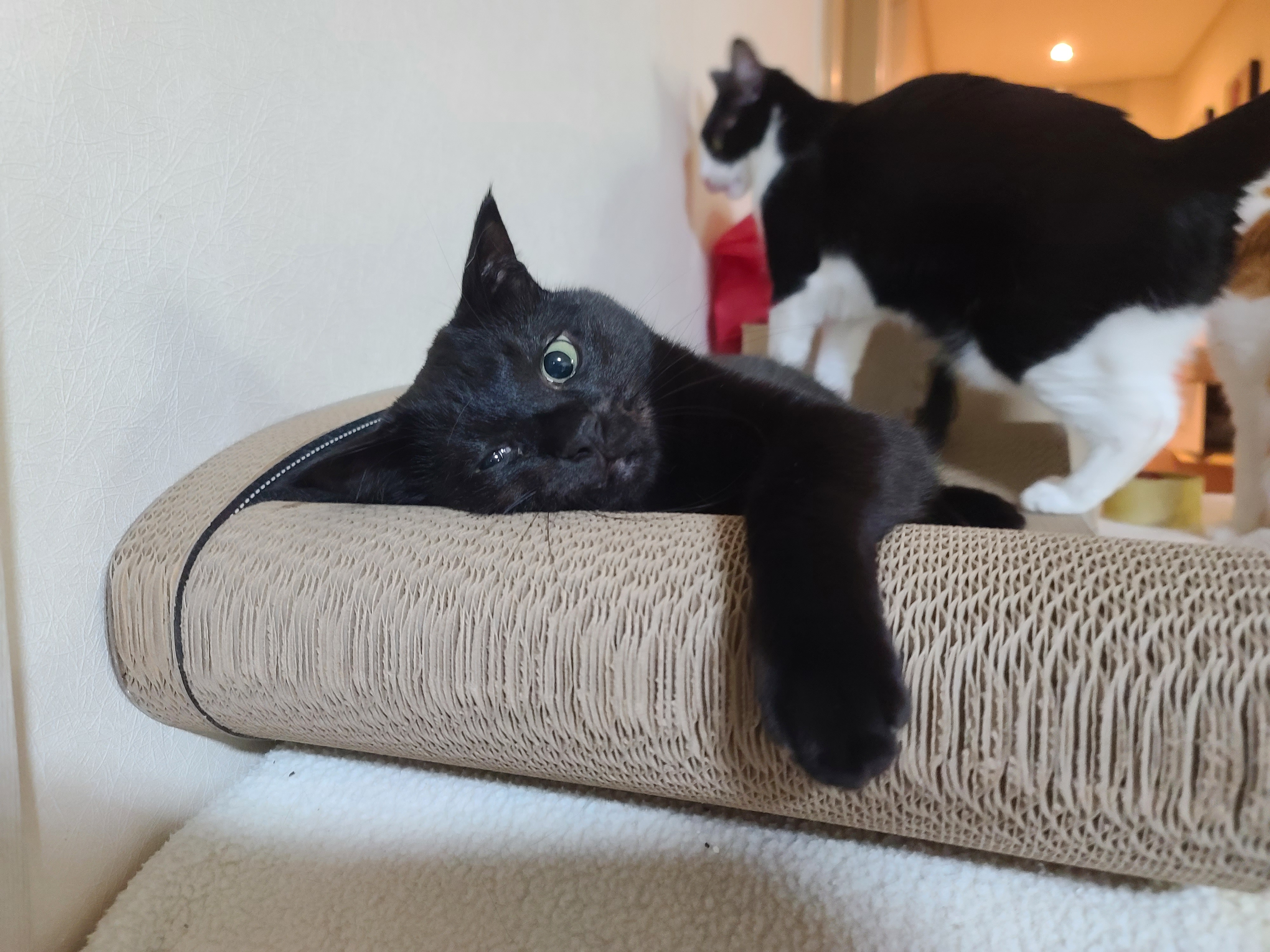 고양이들이 너무 좋아하는 침대형스크래쳐.(feat.엄마 손이랑 놀아주는 건이)