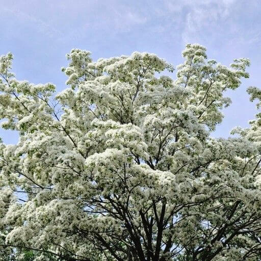 전주 이팝나무 철길만 맛집 주차 일정 개방기간 야간 만개