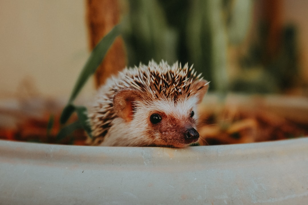 Spike