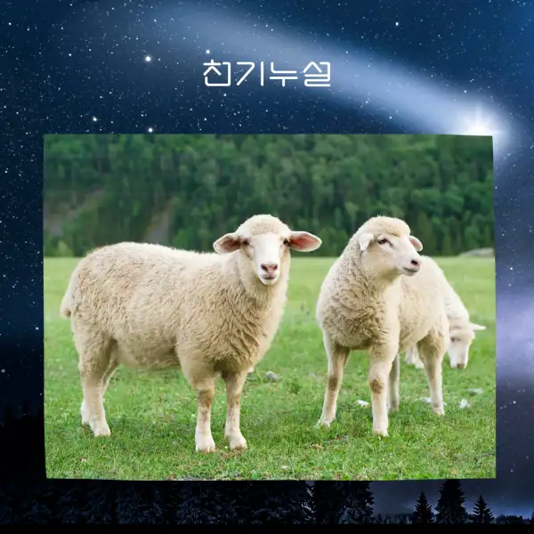 양이 나오는 꿈해몽