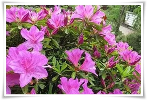 "영산홍" 봄날을 물들이는 활짝 핀 주홍빛 유혹의 매혹적인 꽃!