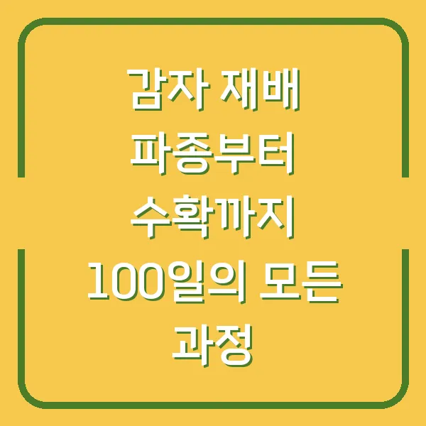 감자 재배 파종부터 수확까지 100일의 모든 과정