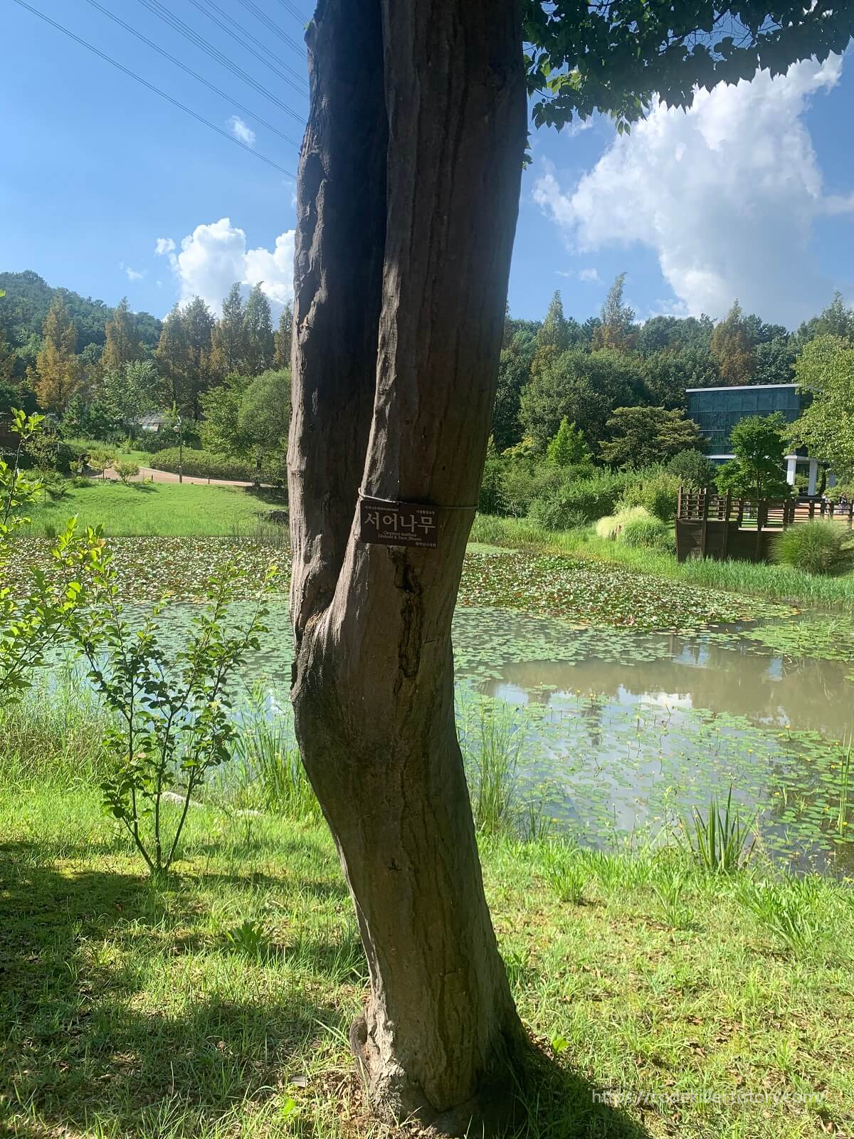 서어나무