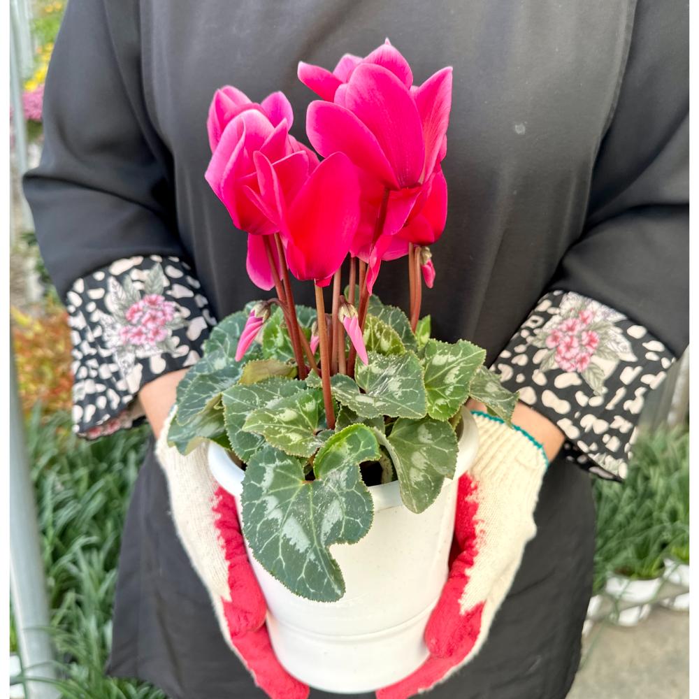 시클라멘 꽃말 월동온도 키우는 방법