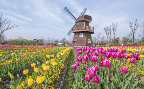 5월 꽃축제 가볼만한 곳 BEST3