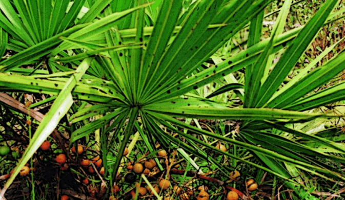 전립선-건강-영양제-추천