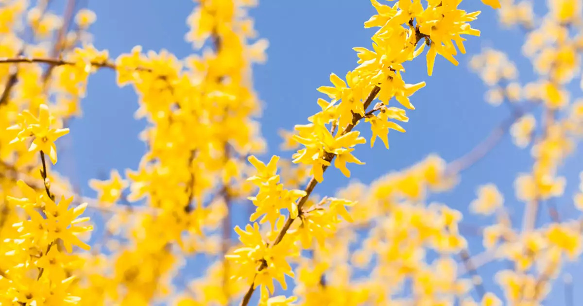 노란색봄꽃-개나리