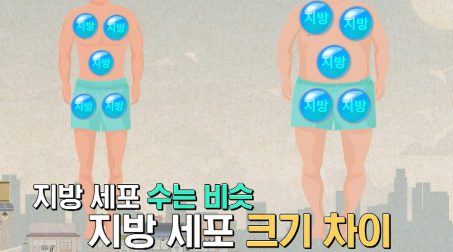 시서스 효능 