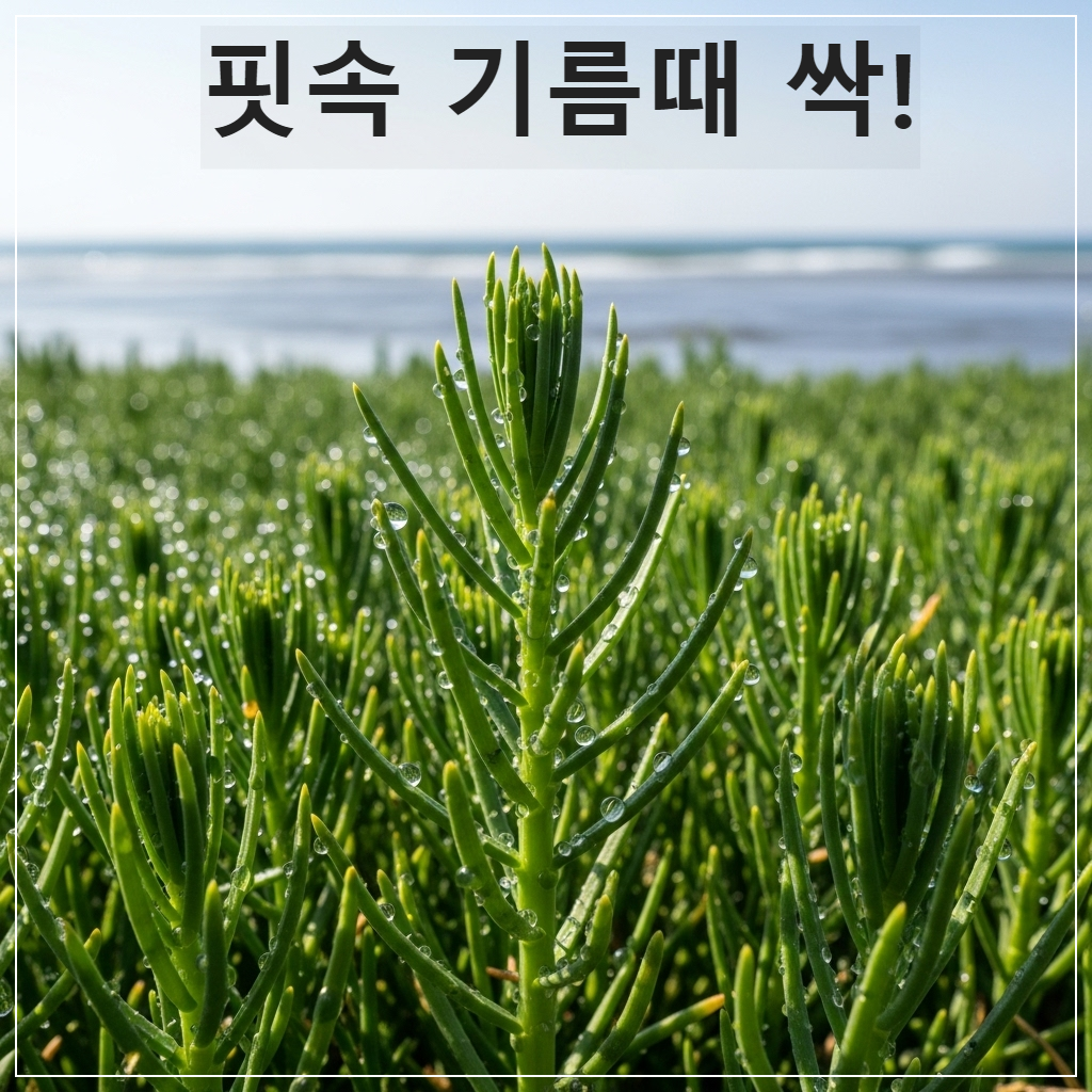 푸른 바다를 배경으로 갯벌에서 자라나는 초록빛 생생한 함초(퉁퉁마디) 군락과 잘 말린 함초 가루가 담긴 정갈한 사진