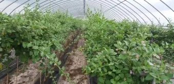 구기자 재배 삽목 번식 가지치기 건조 보관_10