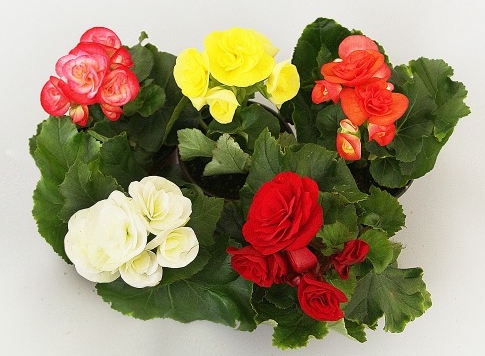 겨울 꽃 베고니아