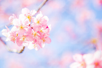 화담숲 벚꽃 바로 예약하기