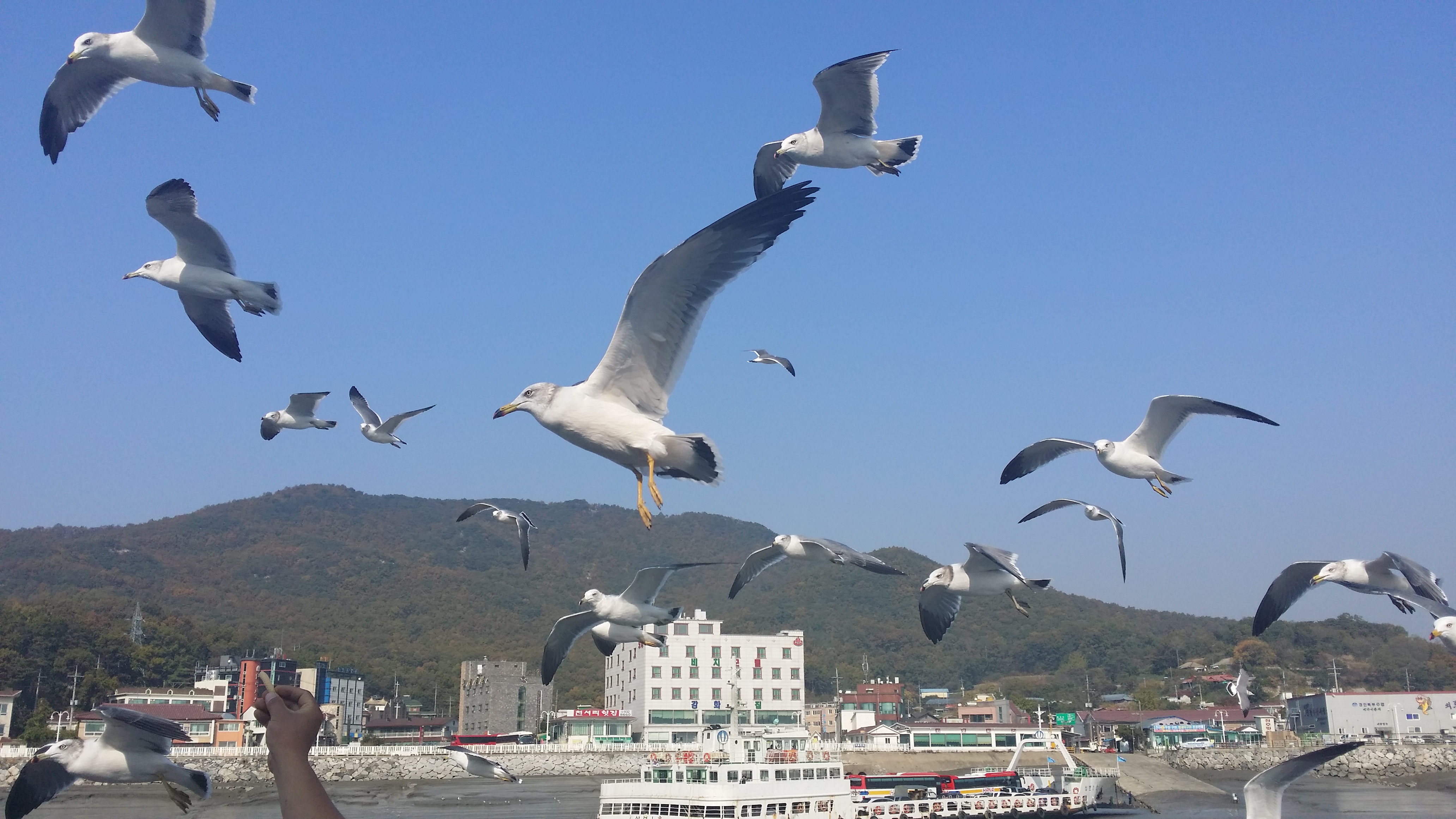 가을바다의 갈매기