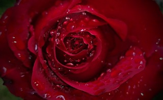 곡성세계장미축제