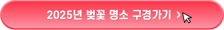 2025년 벚꽃 명소보기