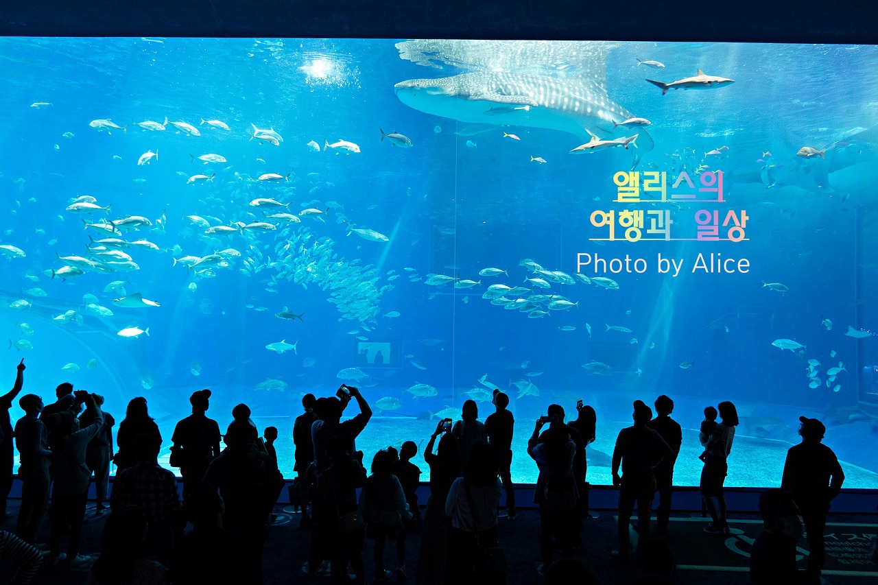 일일투어 원데이 버스투어 10% 할인쿠폰 최저가 예약 후지산 유후인 벳부 시모노세키 교토 오키나와