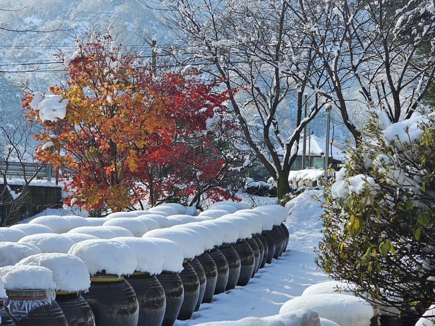 전통메주 판매하는곳, 국산콩메주 예약 메주 한말 가격