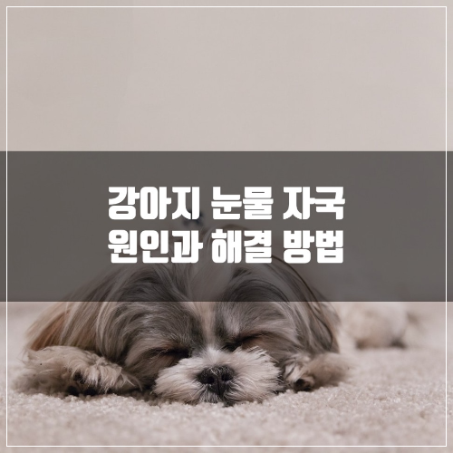 강아지 눈물 자국 원인과 해결 방법에 대해 알아본다.