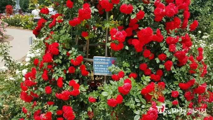 장미 재배 전정 시기 병해 예방 풍성한 개화_2