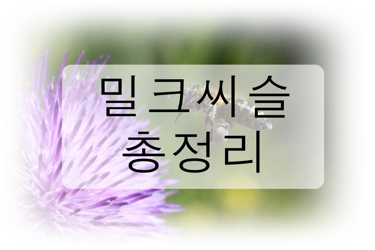 밀크씨슬 총정리! (효능, 부작용, 복용법)
